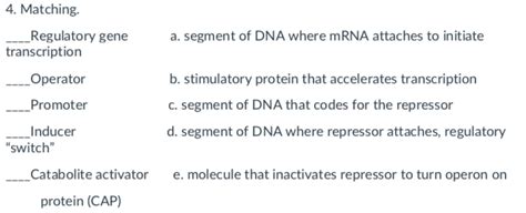 Solved A A is a molecule that activates the repressor. In | Chegg.com