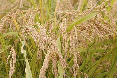 Palay production costs top P47,000 per hectare in 2020 - BusinessWorld ...