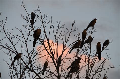 To Kill A Blackbird Ft Campbell Froze Thousands Of Blackbirds To