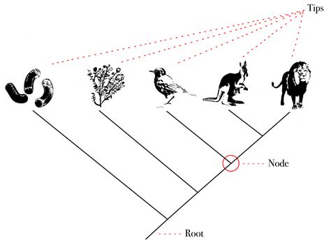 213 Species The Evolution And Biology Of Sex