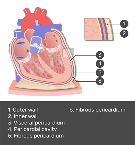 Visceral Pericardium Histology