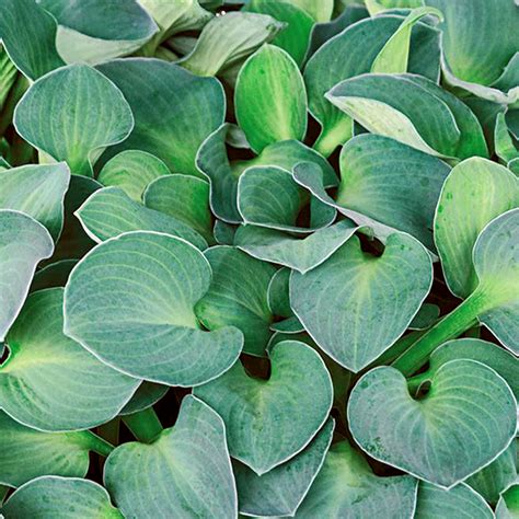 Hosta Blue Mouse Ears Cm Garden World Nursery Plant