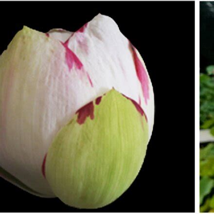 Flowers Phenotype Of Nelumbo Da Sajin A Flower Bud B Flower At