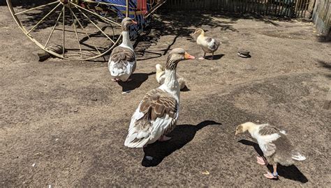 Zu Besuch Im Tierpark Nordhorn Allerhand Jungv Gel Ems Vechte Welle