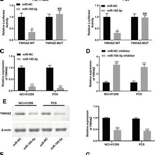 Ywhaz Is A Direct Downstream Target Of Mir P In Nci H And Pc