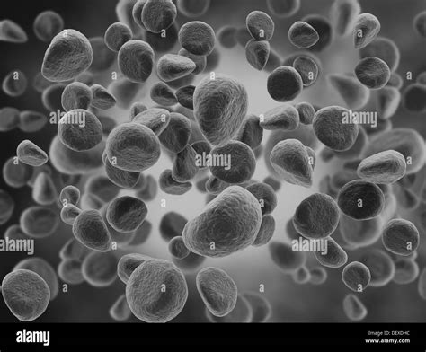 Zellen biologie Schwarzweiß Stockfotos und bilder Alamy