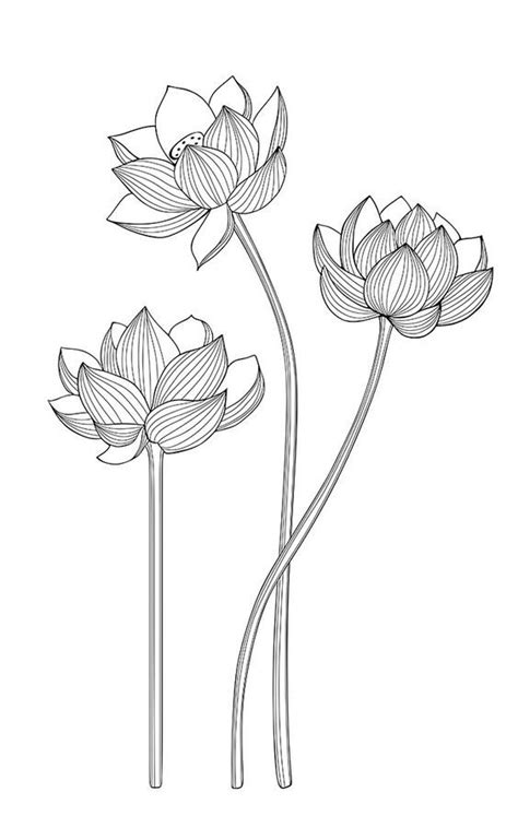 Three Water Lilies Are Shown In This Black And White Line Art Drawing