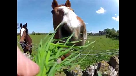 Horse Eating Grass Gopro Point Of Veiw Youtube