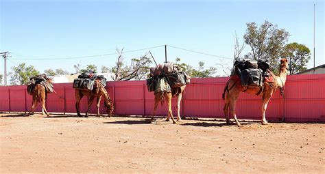 Camel Parking Outback Australia Photograph By Lexa Harpell Fine Art