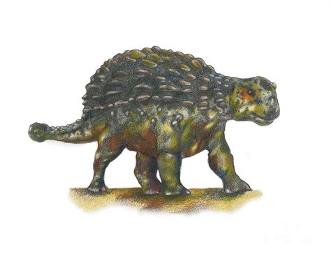 Ankylosaurus Photograph By Gwen Shockey Fine Art America