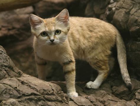 Sand Cat Facts And Personality Cats In Care