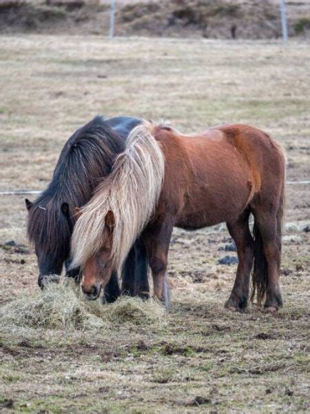 The Difference Between Gaited And Non Gaited Horses