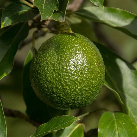 Persea Americana Reed Avocado Mid Valley Trees