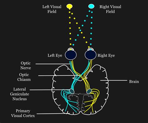 Neural Pathway Diagram | Hackaday