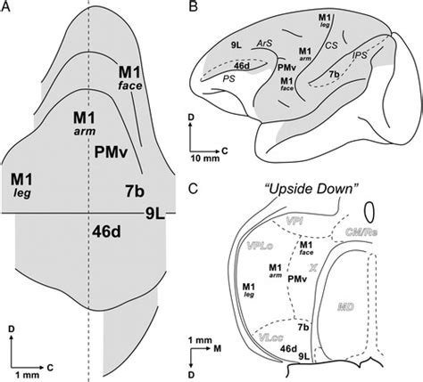 An Unfolded Map Of The Cerebellar Dentate Nucleus And Its Projections