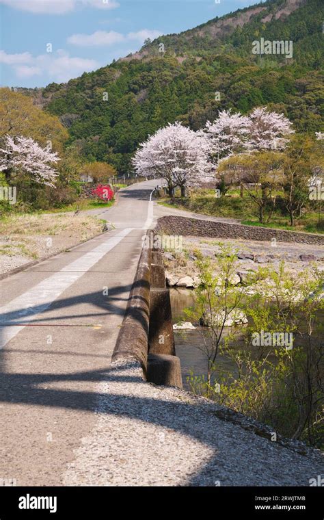 Daiichi Mishima Bridge, Shimanto River and cherry blossoms Stock Photo ...