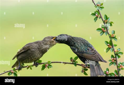 Adult And Juveniles Common Starling Hi Res Stock Photography And Images