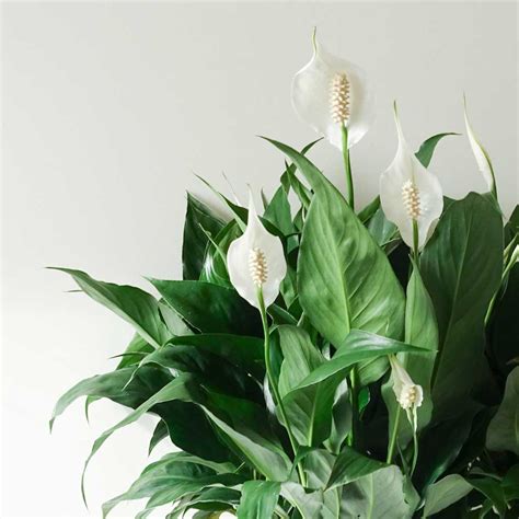 Peace Lily Indoor Care For A Peace Lily Natures Colours