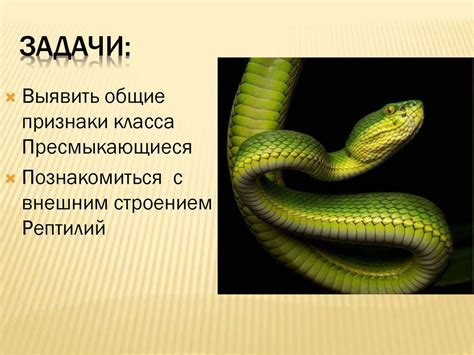 Рептилии. Внешнее строение - презентация онлайн