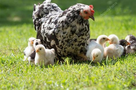 La Gallina Y Sus Pollitos Por Que La Gallina Pica A Sus Pollitos Cria