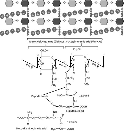 1 See Color Insert Structural Polysaccharide Of Bacterial Cell Wall