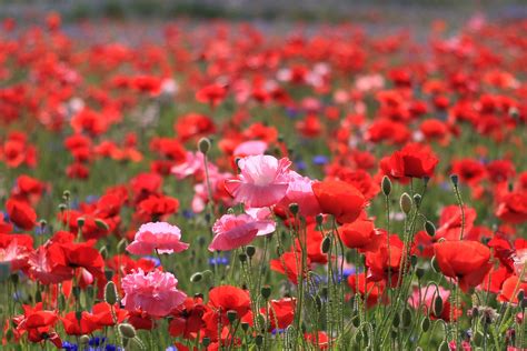 Field Of Red Petaled Flowers Hd Wallpaper Wallpaper Flare