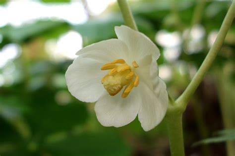 Podophyllum peltatum: Wildflowers of the National Capital Region