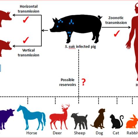 Transmission pattern of Streptococcus suis | Download Scientific Diagram