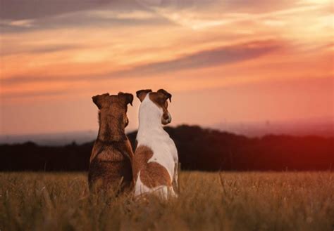 Hundefotografie 11 Tipps und Ideen für tolle Hundefotos fotoMAGAZIN