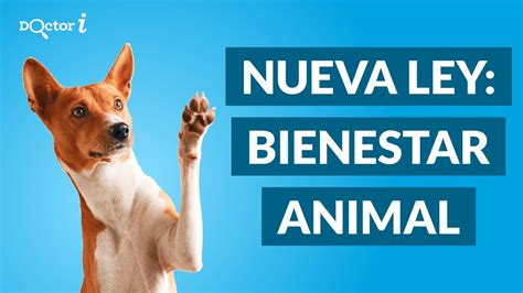 NUEVA LEY de Bienestar Animal en España 2023 Así nos afecta YouTube