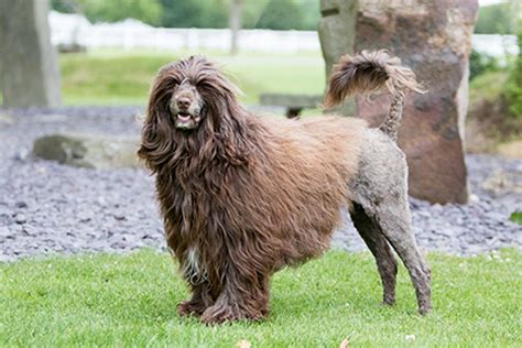 Portuguese Water Dog Breeds A To Z The Kennel Club