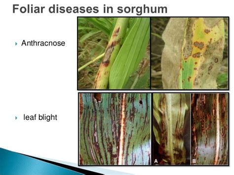 Hpr In Management Of Sorghum Foliar Diseases