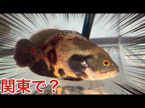 生き物youtuberあらかわちゃんねる、関東の用水路でアマゾン川の肉食魚と遭遇「信じられない！」 ライブドアニュース