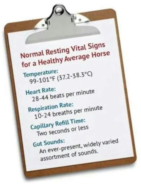 Normal Vital Signs Of A Horse Healthy Horses Horse Health Horses