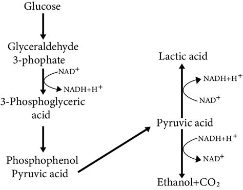 Respiration In Plants Class 11 Notes Neet Biology Pdf