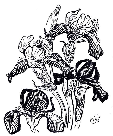 Stanislaw Wyspianski Irises Iris Art Flower Drawing Artwork Painting