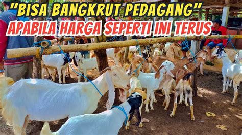 Update Harga Kambing Hari Ini Di Pasar Hewan Lodoyo Blitar Jum At 10