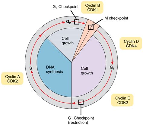 210 Cell Growth And Division Fundamentals Of Anatomy And Physiology