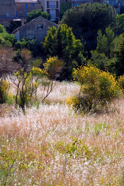 Mediterranean vegetation stock image. Image of house, scenery - 5519363