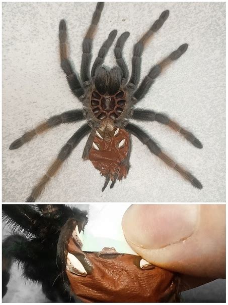 Definition Of Sex In Spiders On A Simple We Consider The Fresh Moult Of The Spider If We See