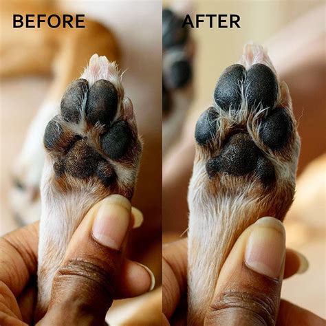 Dog Paw Dermatitis Ph