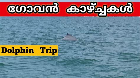 Dolphin Trip Saw Live Dolphin Jump Goa Beach North Goa Malayalam