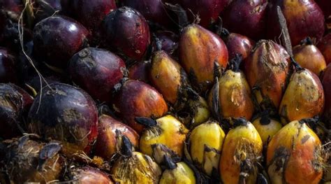 420 Pekebun Sawit Dapat Program Penguatan SDM Dari Dinas Perkebunan