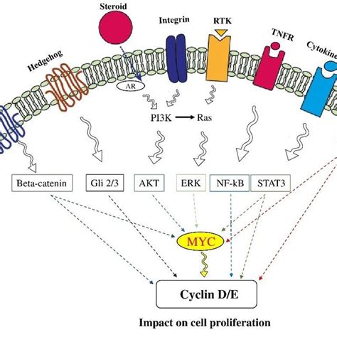 Signaling Pathway And Cell Proliferation Proliferation Is An Integral