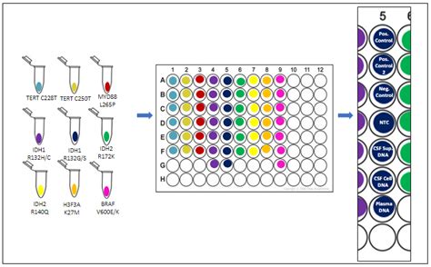 Qpcr Plate Template Prntbl Concejomunicipaldechinu Gov Co