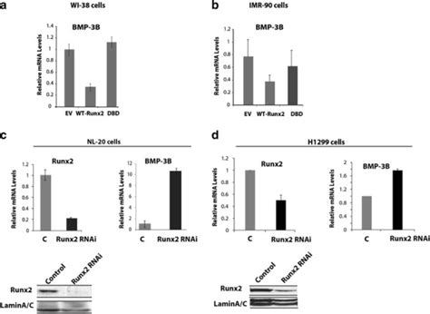 Runx2 Suppresses Bmp 3b In Lung Cancer Cells A And B Expression