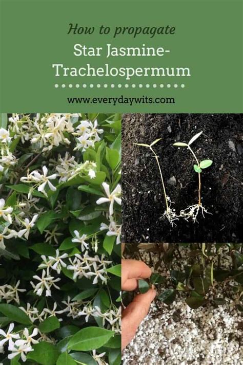 Propagating Star Jasmine (Trachelospermum) – Everydaywits