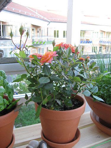 How To Plant A Bare Rooted Rose Bush In A Pot 8 Steps Planting Roses