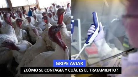 Gripe Aviar ¿cómo Se Contagia El Virus En Humanos Y Cuál Es El