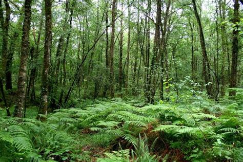 100 lieux incontournables de la Bretagne la forêt de Brocéliande